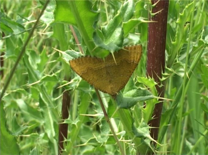 Ockergelber Blattspanner ( Camptogramma bilineata ) : Am Niederrhein, Biotop, 10.06.2005